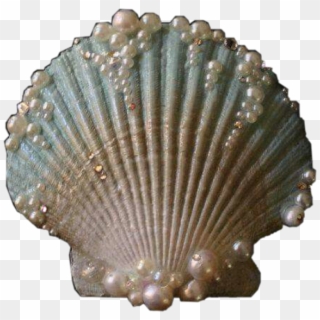 #clam #shell #sea #mermaid #ocean #vintage #water #aesthetic - Deniz Kabuğu, HD Png Download