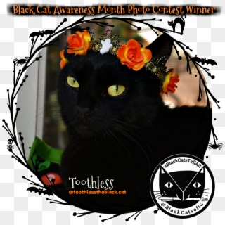 Black Cat Awareness Day Contest Winner @toothlesstheblack - Black Cat, HD Png Download