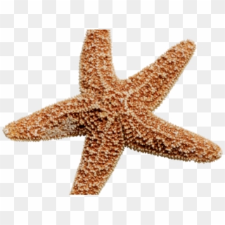 Brown Clipart Starfish - Star Fish No Background, HD Png Download