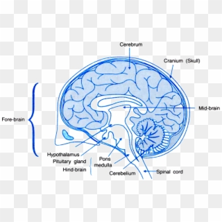 Draw A Labelled Diagram Of A Section Of Human Brain - Human Brain Class 10, HD Png Download