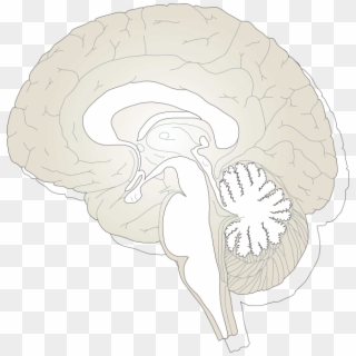 Brain Diagram Unlabeled, HD Png Download