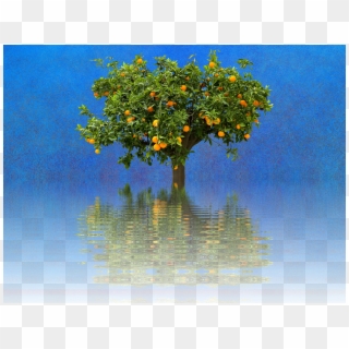 Orange Tree Tree Nature Landscape Alone Mirroring - Laranjeira Arvore, HD Png Download