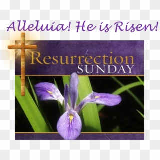 “he Is Not Here - Happy Resurrection Sunday, HD Png Download