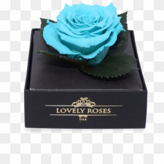 Blue Rose, HD Png Download