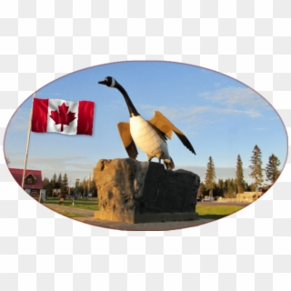 The Wawa Goose - Canada Goose, HD Png Download