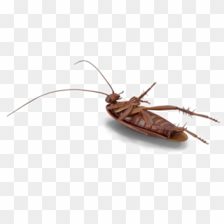 Roach Png Free Download - Mosquito, Transparent Png