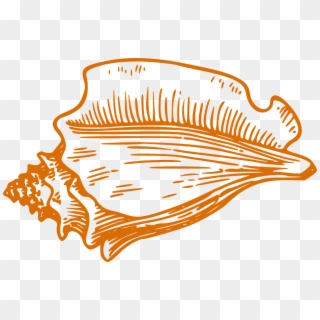 Shell Conch Orange Biology Png Image - Conch Shell Clip Art, Transparent Png