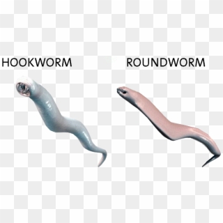 977 X 535 8 - Roundworm Hookworm, HD Png Download