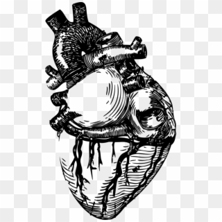 Drawing Line Art Heart Anatomy - Realistic Heart Line Art, HD Png Download