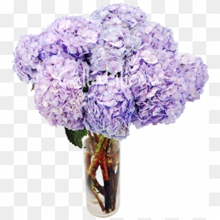 Lavender Tinted Hydrangeas, HD Png Download