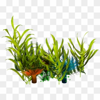 Underwater Aquatic Plants Seaweed Clip Art - Underwater Plants Png, Transparent Png