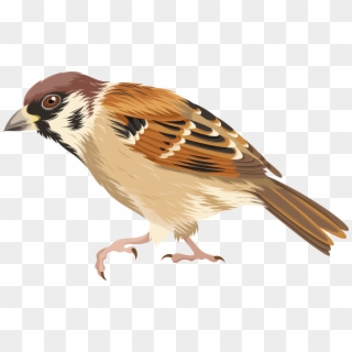 Png Clip Art Image Transparent Background - Clip Art Of Sparrow, Png Download