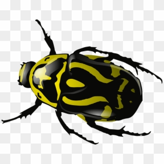 Bugs Png Images Free Pictures, Bug Png - Clip Art Beetle, Transparent Png