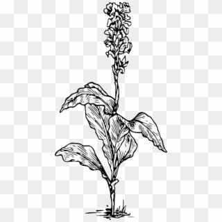 Free Png Canna Indica Flower Drawing Png Images Transparent - Canna Lily Black And White, Png Download