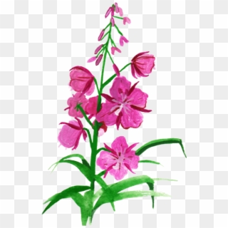 Free Png Download Drawing Fireweed Png Images Background - Watercolor Fireweed, Transparent Png