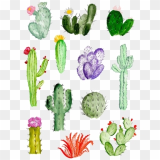 Cactaceae Watercolor Painting Succulent Plant Transprent - Cactus Background, HD Png Download