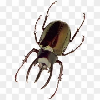 Insect Png Transparent Image - Insect Png, Png Download