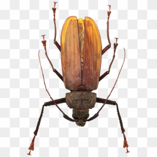 Best Bug Png - Insects, Transparent Png