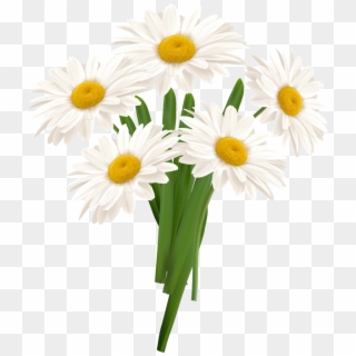 White Camomile Png - White Camomile Flower Png, Transparent Png