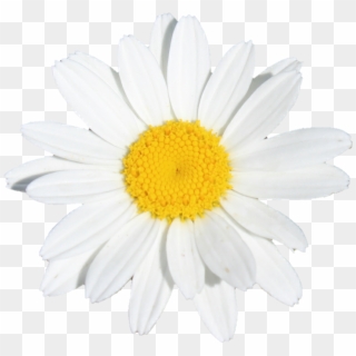 #flower #flowers #white #yellow #daisy - Oxeye Daisy, HD Png Download