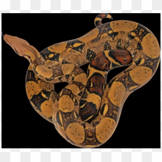 Reticulated Python Snake Png, Transparent Png