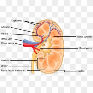 The Kidney Is Shaped Like A Kidney Bean Standing On - Structure Of Mammalian Kidney, HD Png Download