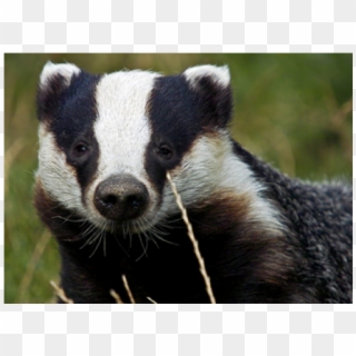 Badger Kids, HD Png Download