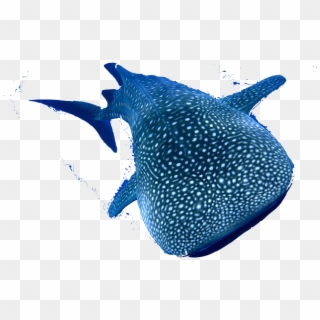 Species- Whale Shark - Whale Shark, HD Png Download
