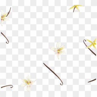 Exotic Organic Vanilla Beans Make This Rich, Indulgent - Lily Family, HD Png Download