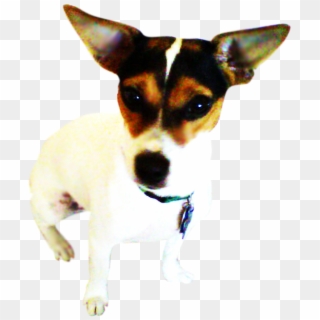 Bandit - Toy Fox Terrier, HD Png Download