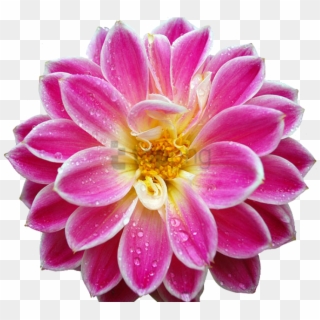 Free Png Transparent Flower Tumblr Png Image With Transparent - Flowers With Radial Balance, Png Download