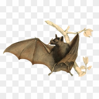 Flying Bats Png - Drawing Bat Png, Transparent Png