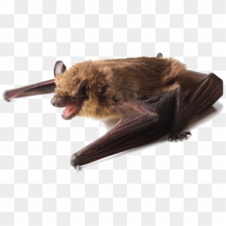 A Little Brown Bat Perched On Its Wings - Black And Brown Bat, HD Png Download