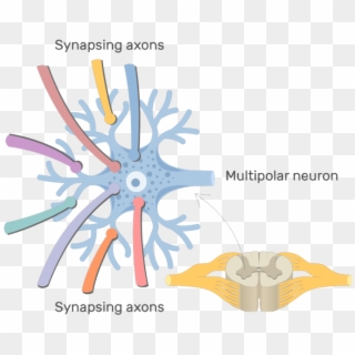 Neuron Clipart Generic - Labeled Multipolar Neuron Diagram, HD Png Download