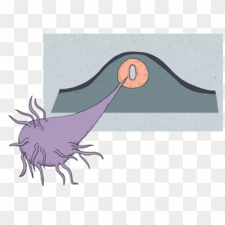 When Neurulation Is Complete, The Neural Tube Contains - Cartoon, HD Png Download