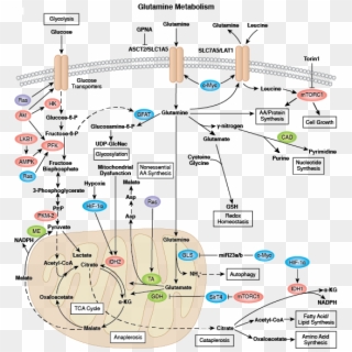 Glutamine Metabolism Pathway - Metabolism Pathway, HD Png Download