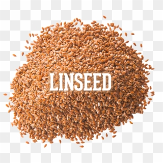 Linseed - Seed, HD Png Download