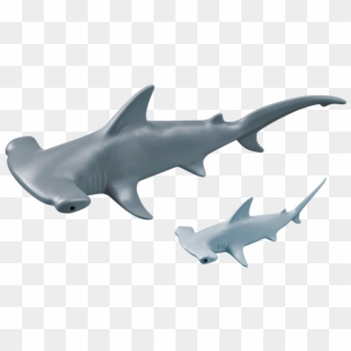 Hammerhead Shark Png - Baby Hammerhead Shark, Transparent Png