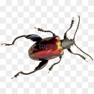 Download Beetle Png Images Background - Käfer Png, Transparent Png