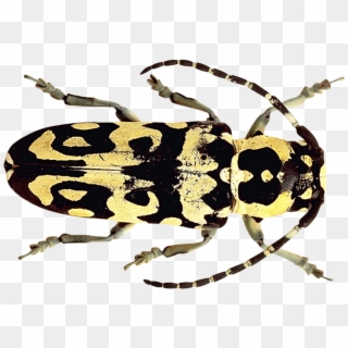 Longhorn Beetle, HD Png Download