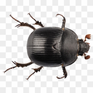 Black Beetle Png Transparent - Earth Boring Dung Beetle, Png Download
