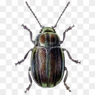 Download Beetle Green Brown Png Images Background - Volkswagen Beetle, Transparent Png