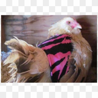 Chicken Clothes - Rooster, HD Png Download