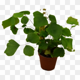 Assorted Mini Plants - Flowerpot, HD Png Download