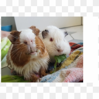 Donate To Petrescue - Guinea Pig, HD Png Download