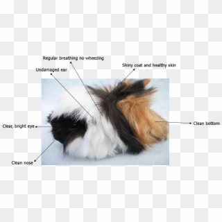 Caring For Your Guinea Pig - Fly Strike Guinea Pigs, HD Png Download