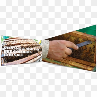 Hillbilly Bees 1148 U, HD Png Download