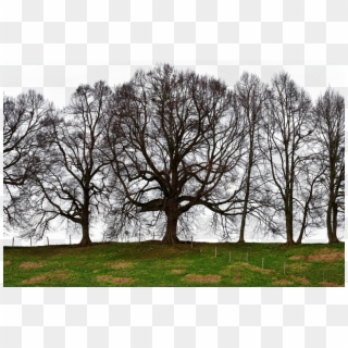 Trees Grove Of Trees Meadow Isolated Nature - Oak, HD Png Download