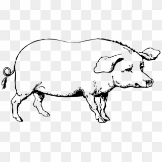 Hog Clipart Black And White, HD Png Download