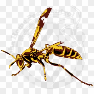 Paper Wasp Image Gallery - Illustration, HD Png Download